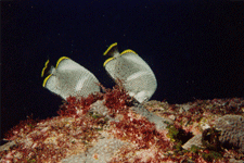 八丈島ダイビングポイント