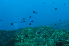 八丈島ダイビング写真