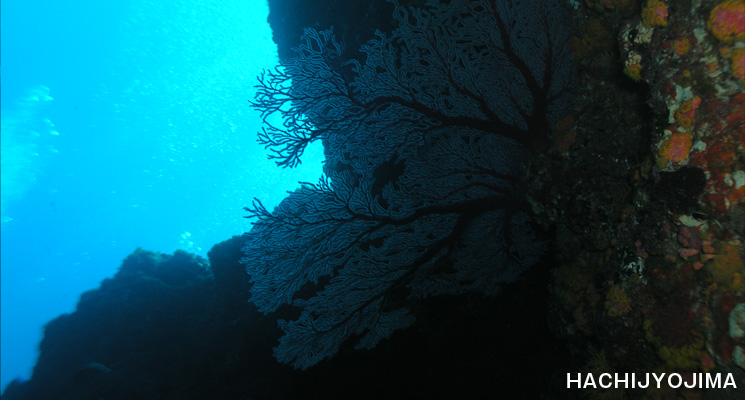 八丈島ダイビング