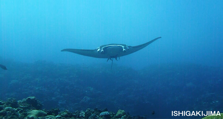 石垣島ダイビング