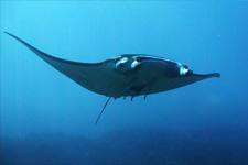 石垣島ダイビングポイント