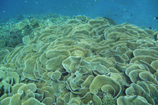 石垣島ダイビング写真