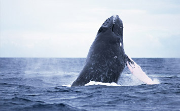 久米島ダイビングログ