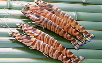 久米島ダイビングログ