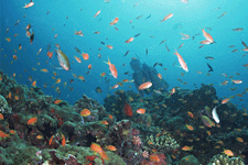 久米島ダイビング