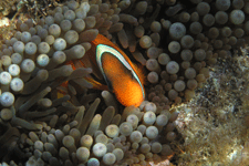 ダイビング用語集