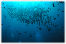 時には大物の魚群に遭遇できるかも