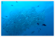 パナタのギンガメアジの群れ