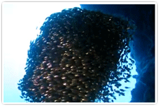 ミニグロットのキンメモドキ