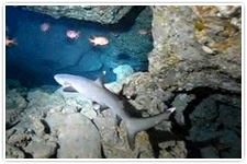 サンゴホールのホワイトチップ