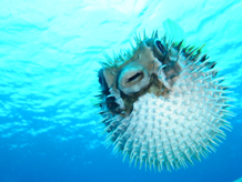 ガイド屋さん GUIDE-YA-SAN