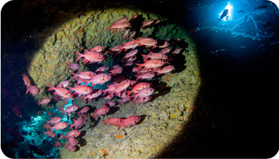 沖縄本島南部ダイビング