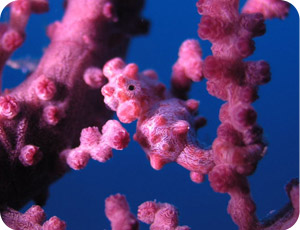 ピグミーシーホース。マクロも充実