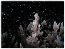 青の洞窟は、7月から10月がみごろ