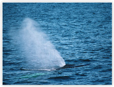 ベストシーズンは梅雨明け